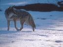 Yosemite coyote