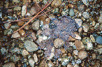 Frosted Leaf, Yosemite