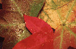 Fall Leaves