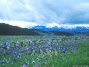 Wyoming wildflowers