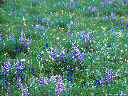 Wyoming wildflowers