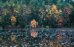 New Hampshire foliage