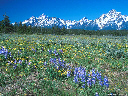 Wildflowers in Grand Tetons